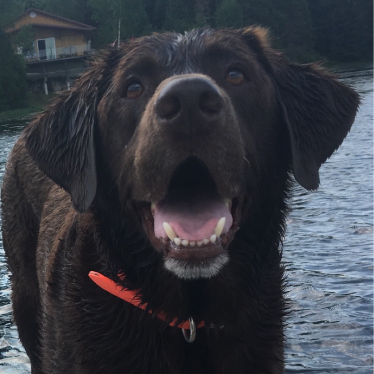 image of a chocolate lab with with water in the background